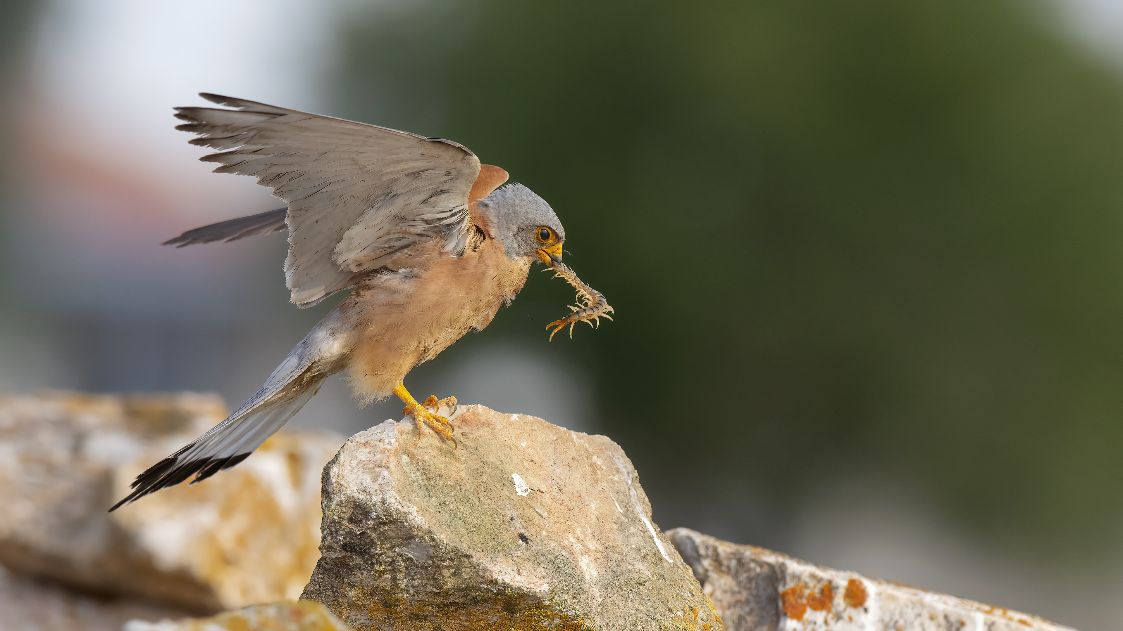Lesser Kestrel